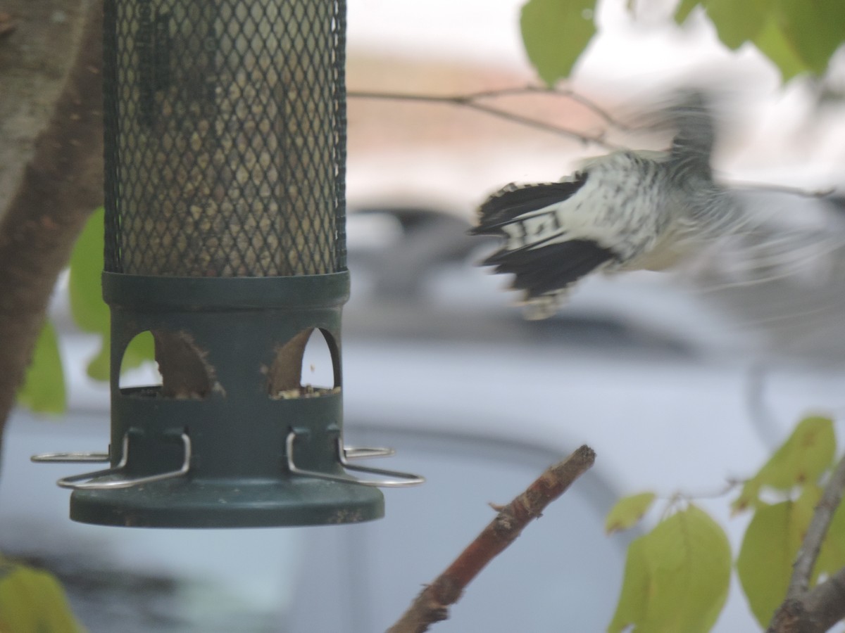 Red-bellied Woodpecker - ML643514537