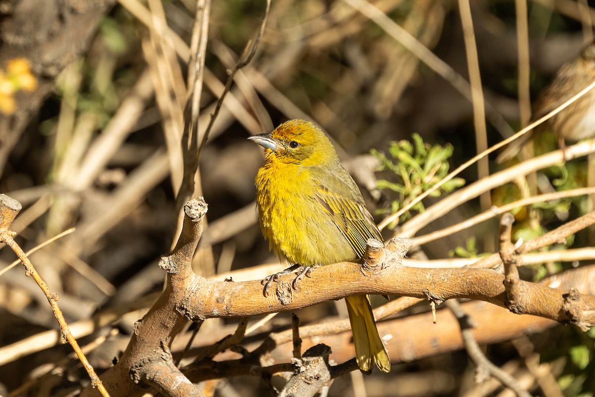 Hepatic Tanager - ML643514541