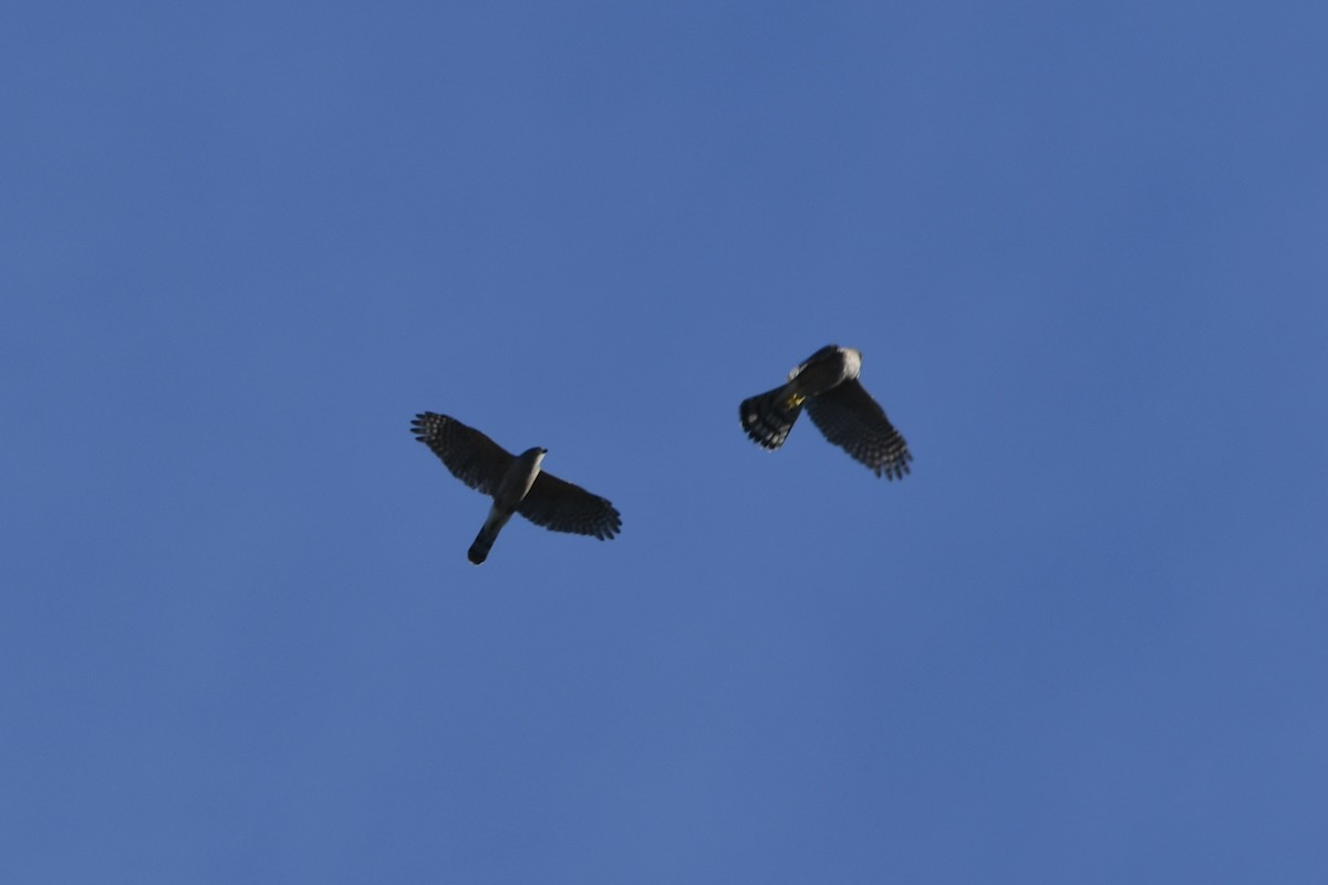 Cooper's Hawk - ML643514544