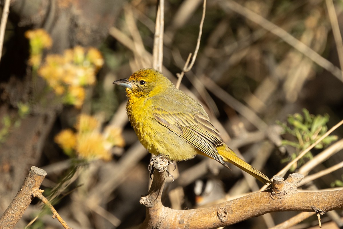 Hepatic Tanager - ML643514548