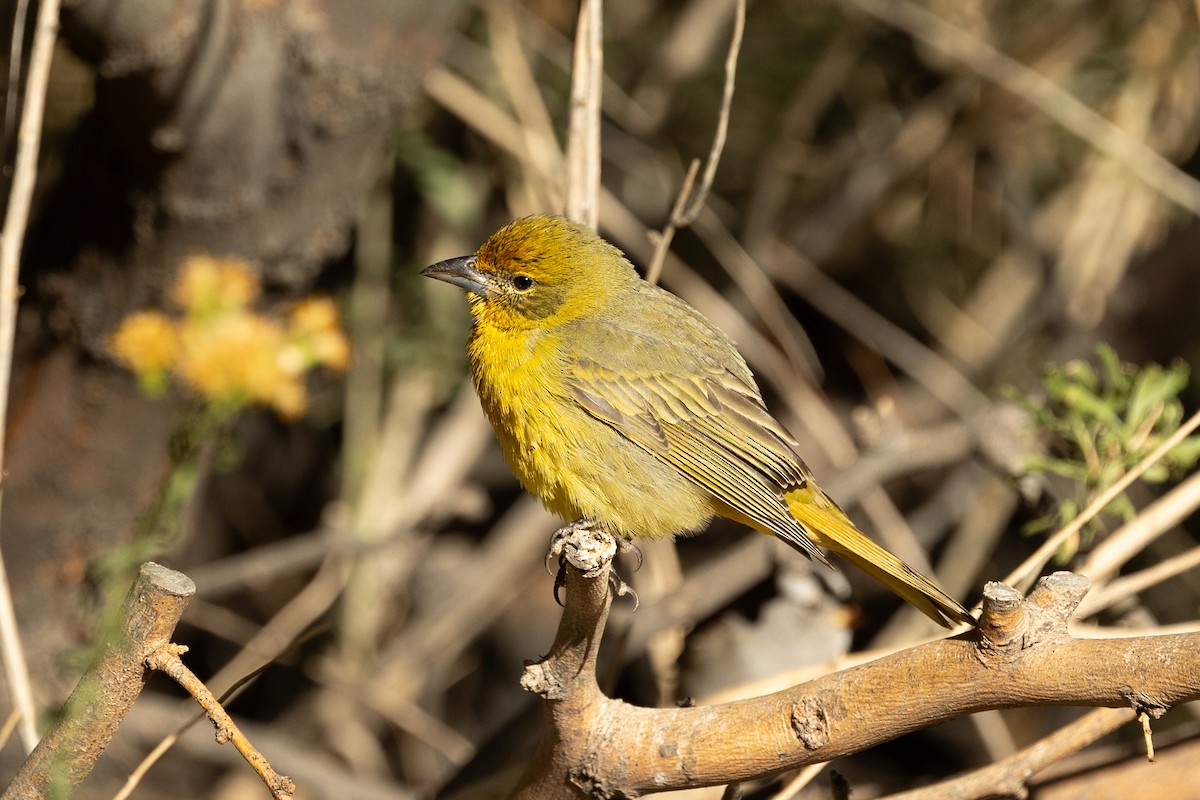 Hepatic Tanager - ML643514550
