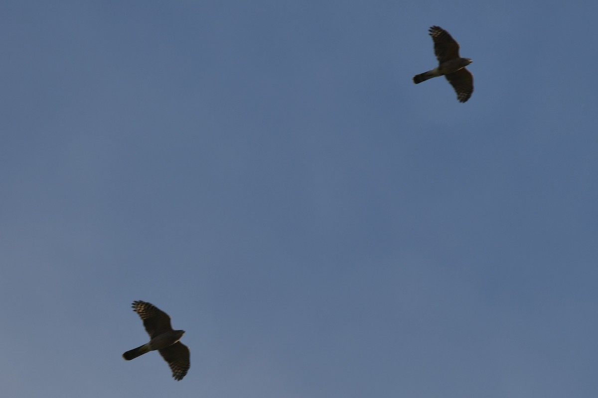 Cooper's Hawk - ML643514551