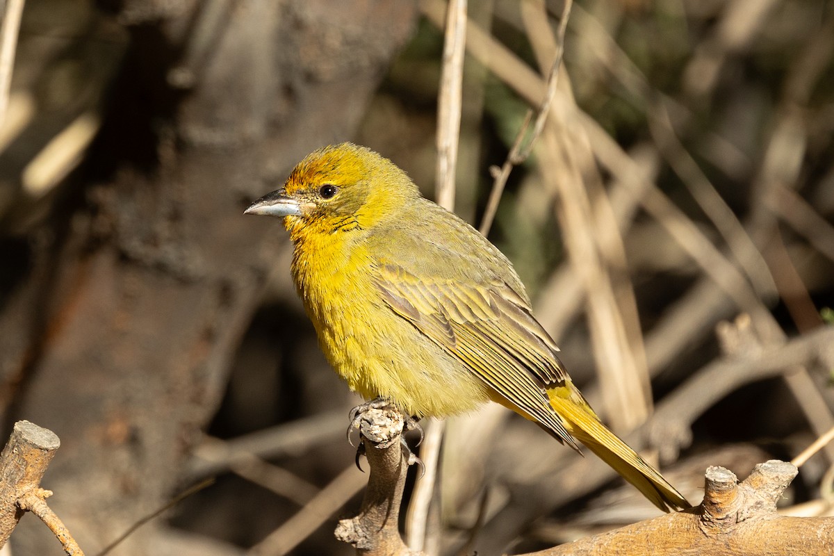 Hepatic Tanager - ML643514556