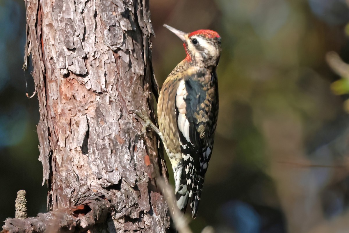 Yellow-bellied Sapsucker - ML643514557
