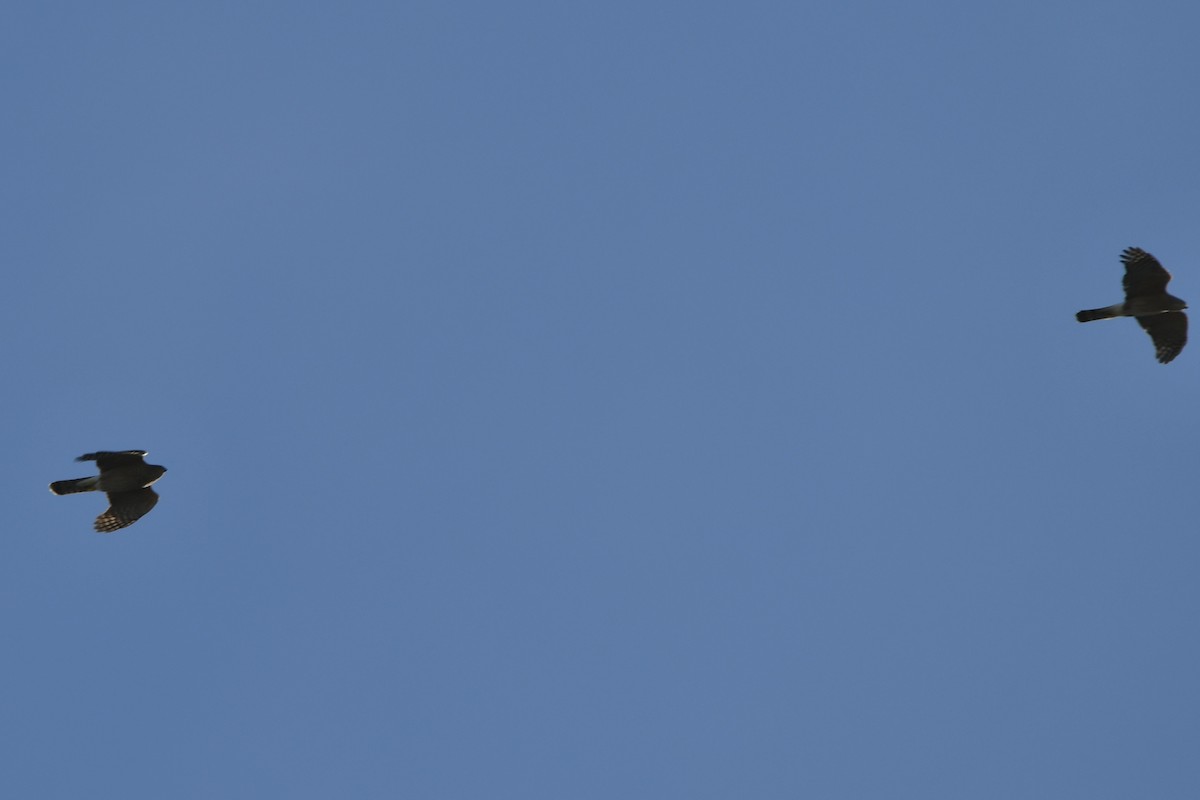 Cooper's Hawk - ML643514560