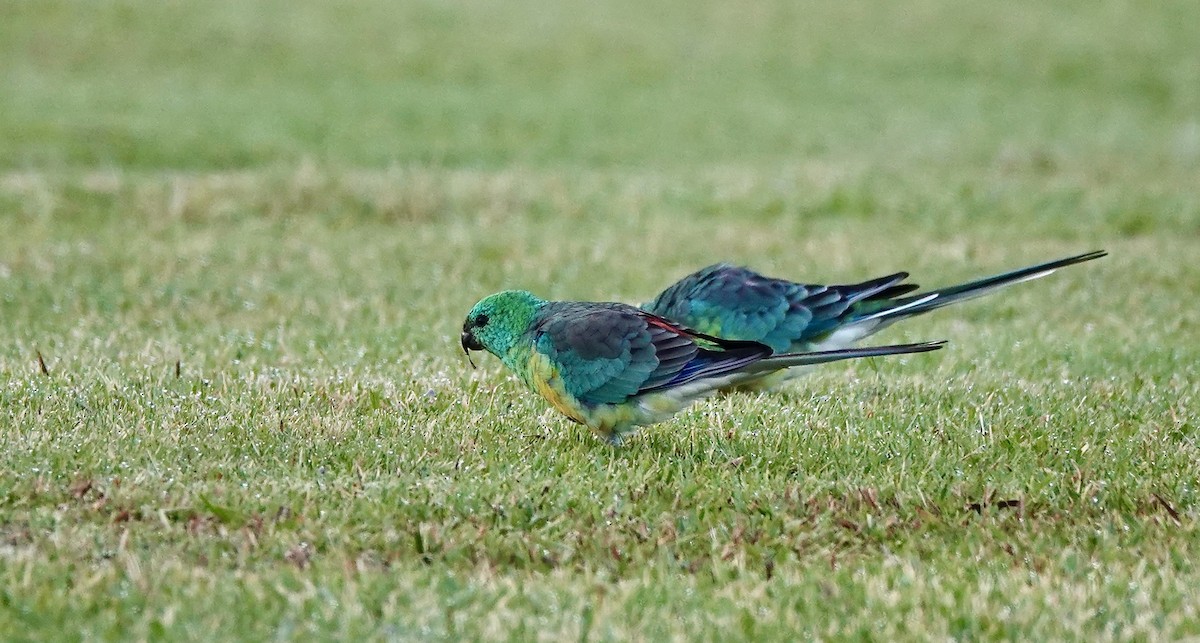Red-rumped Parrot - ML643514562