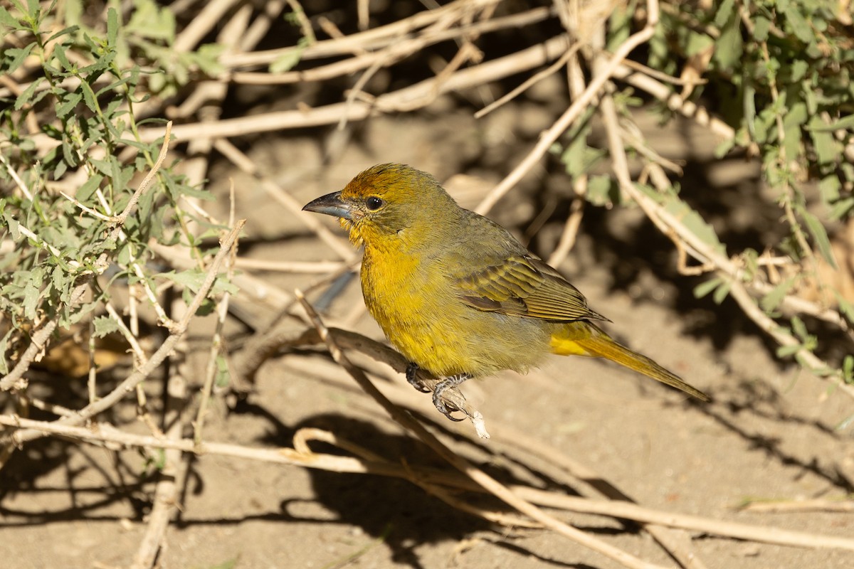 Hepatic Tanager - ML643514565