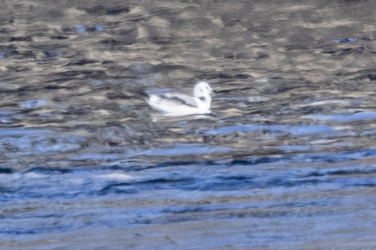 Black-legged Kittiwake - ML643514568