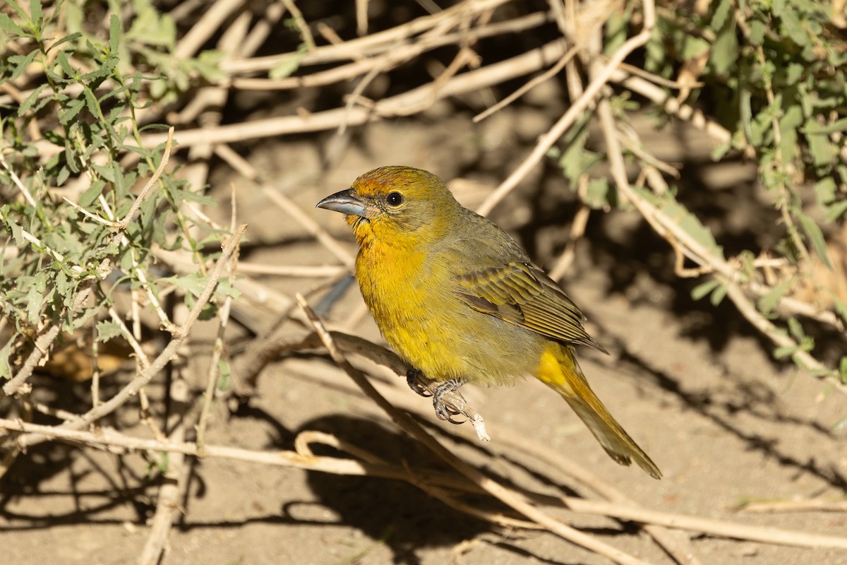 Hepatic Tanager - ML643514571