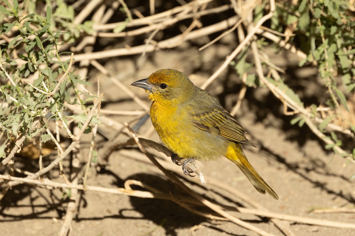 Hepatic Tanager - ML643514574