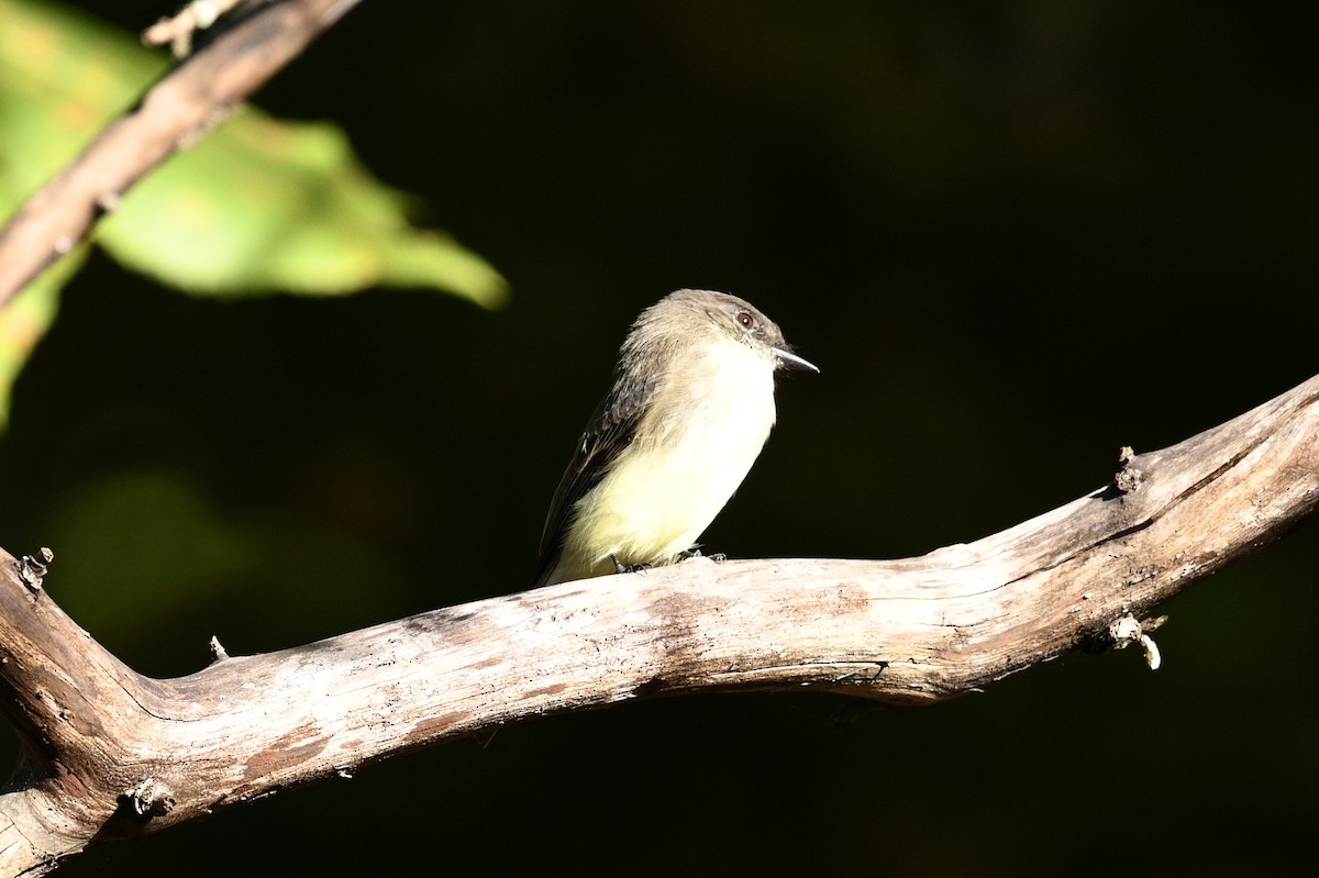 Eastern Phoebe - ML643514577
