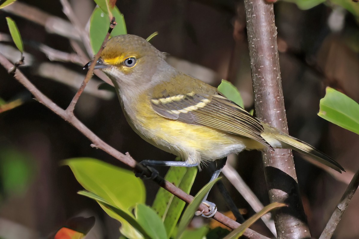 Vireo Ojiblanco - ML643514579