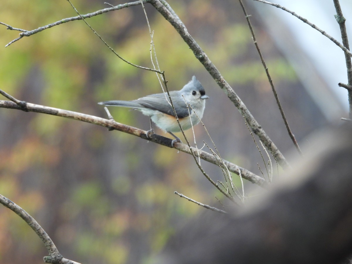Tufted Titmouse - ML643514580