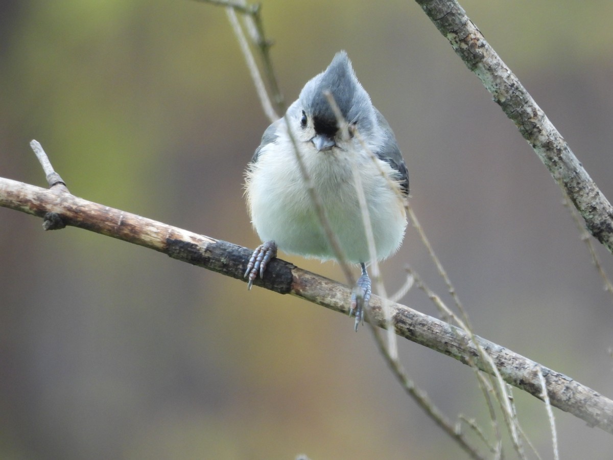Tufted Titmouse - ML643514581