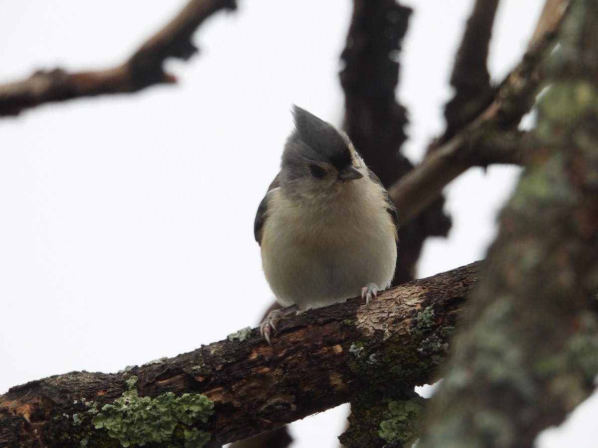 Tufted Titmouse - ML643514582