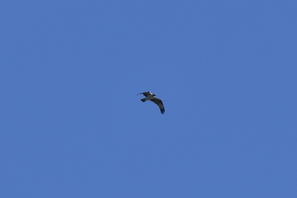 Osprey - ML643514583