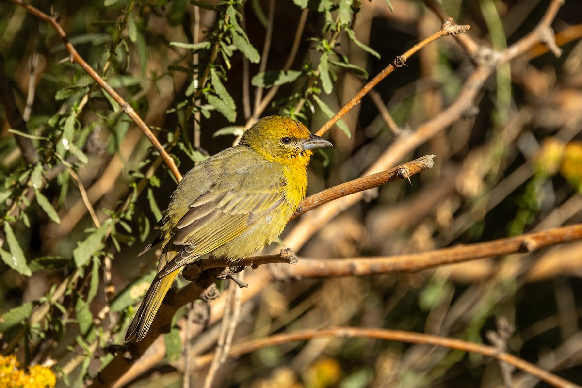 Hepatic Tanager - ML643514586