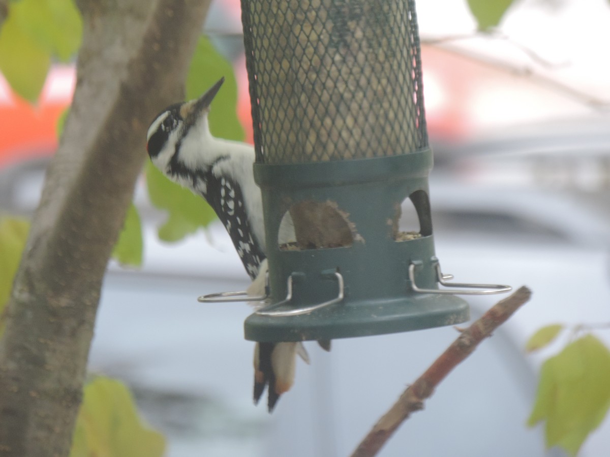 Hairy Woodpecker - ML643514588
