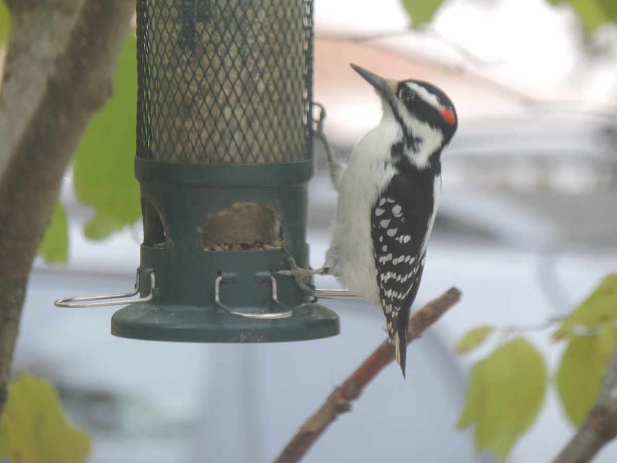 Hairy Woodpecker - ML643514591