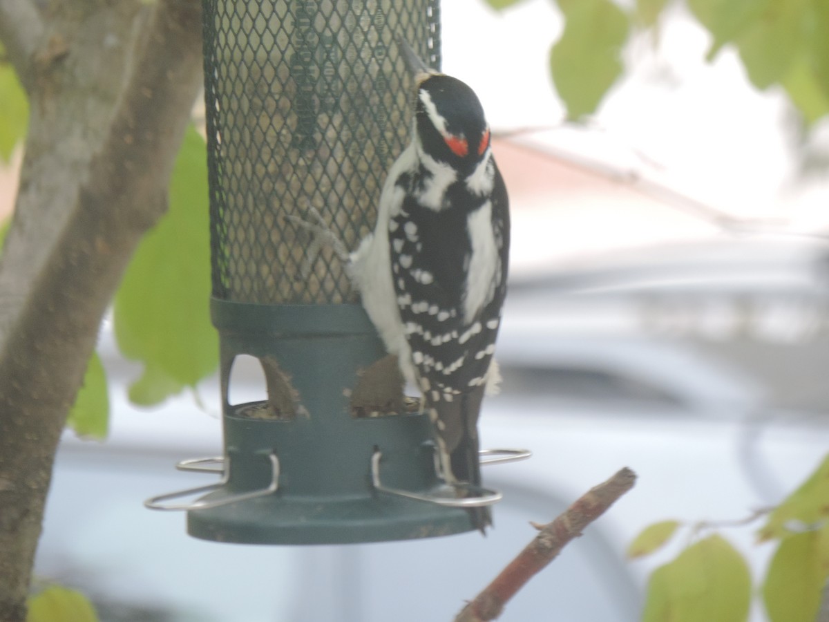 Hairy Woodpecker - ML643514592