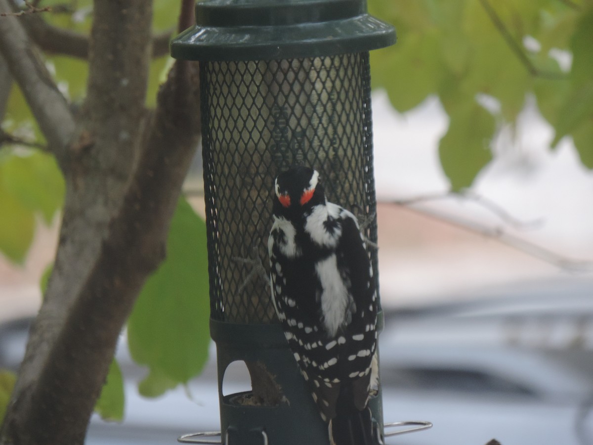 Hairy Woodpecker - ML643514593