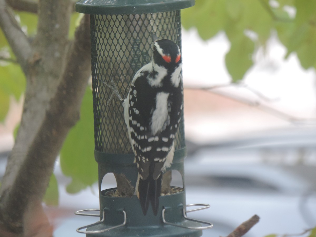 Hairy Woodpecker - ML643514594