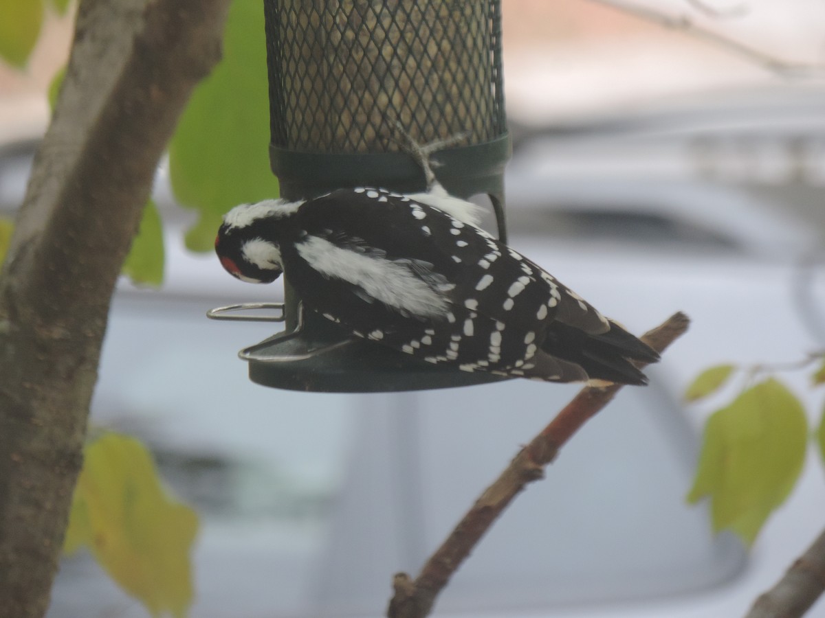 Hairy Woodpecker - ML643514595