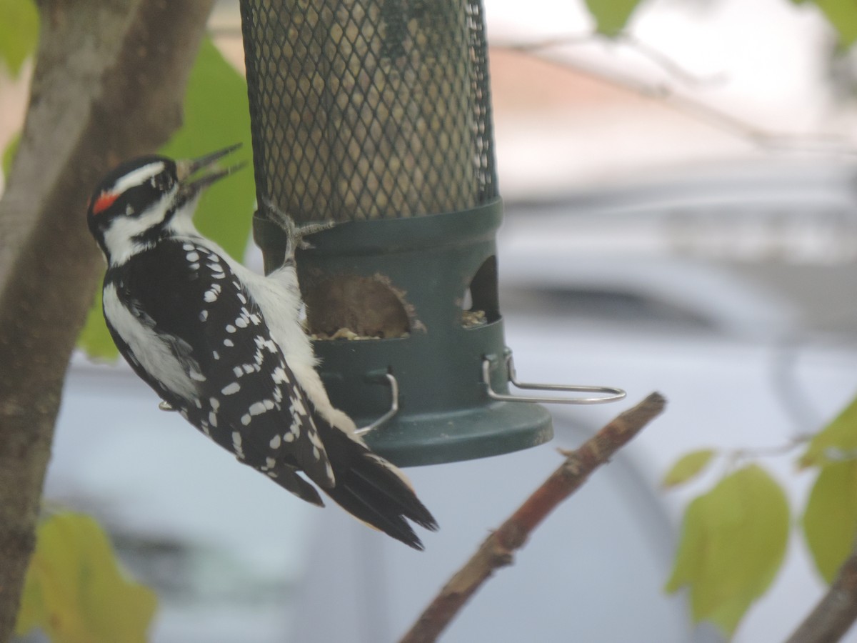 Hairy Woodpecker - ML643514596