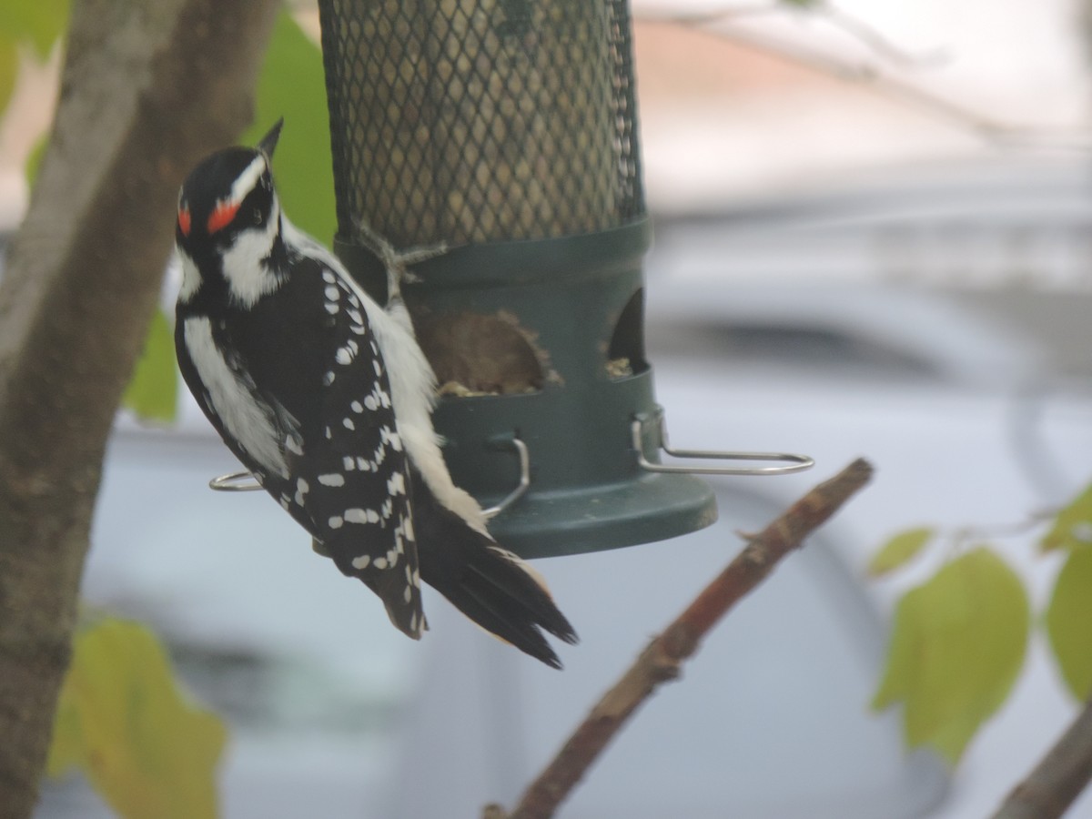 Hairy Woodpecker - ML643514601