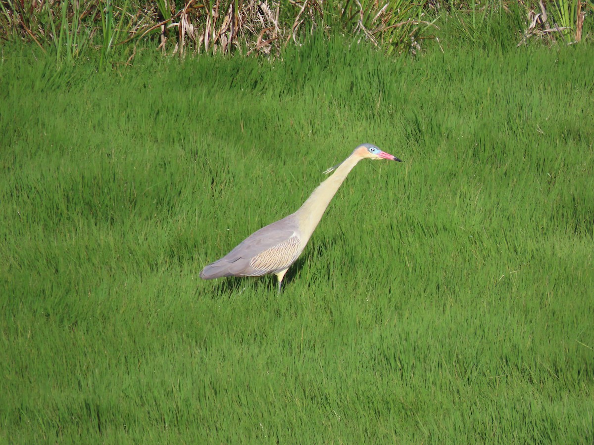 Whistling Heron - ML643514612