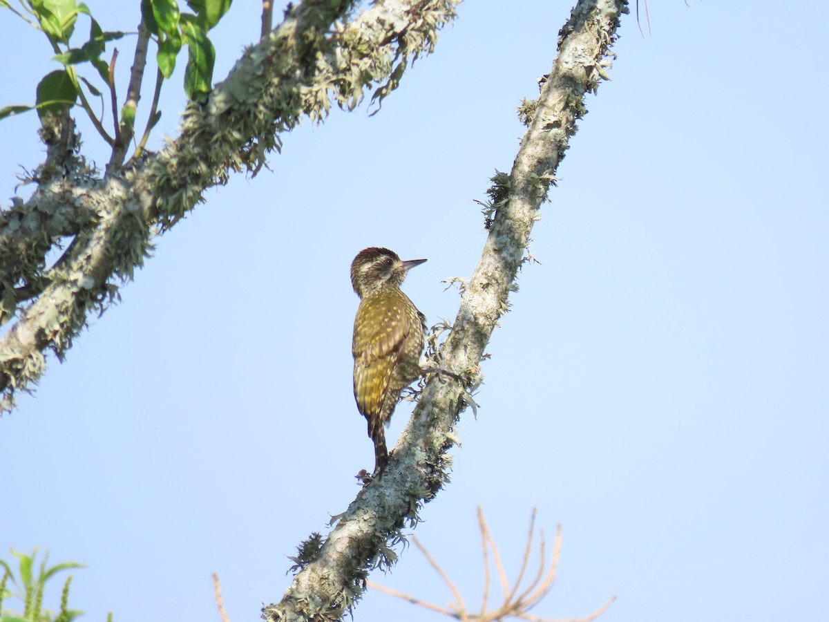 White-spotted Woodpecker - ML643514620