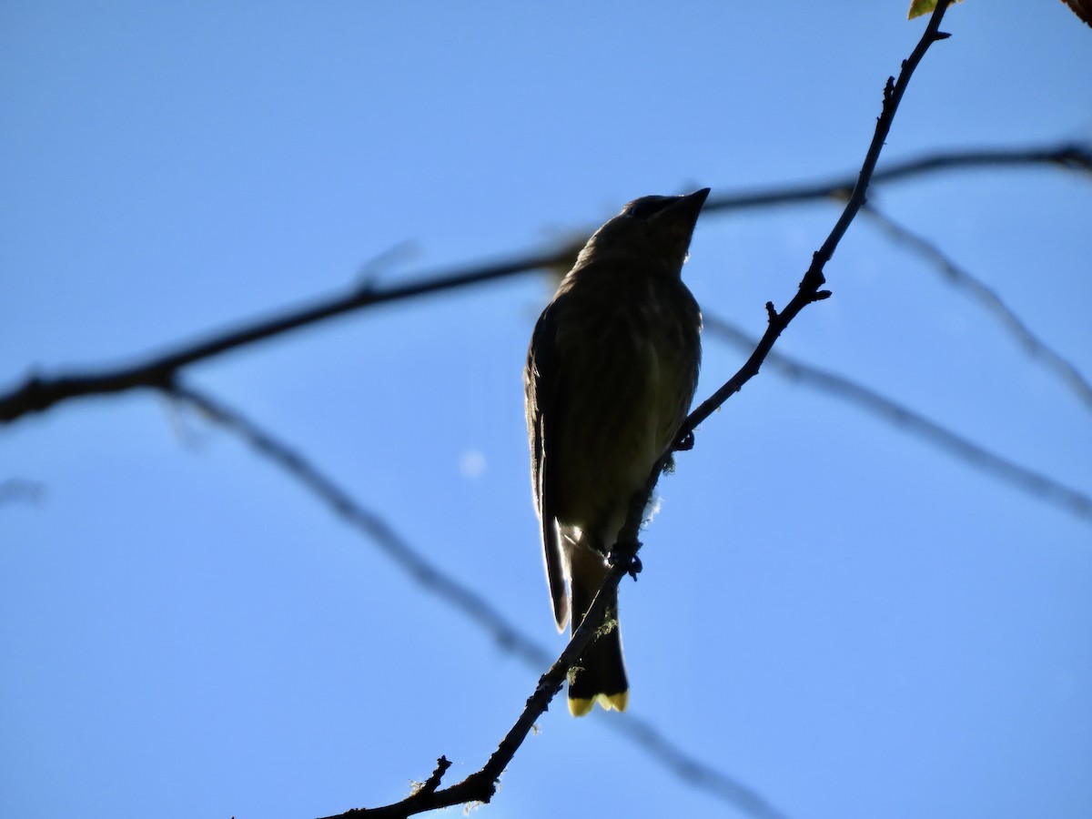 Cedar Waxwing - ML643514627