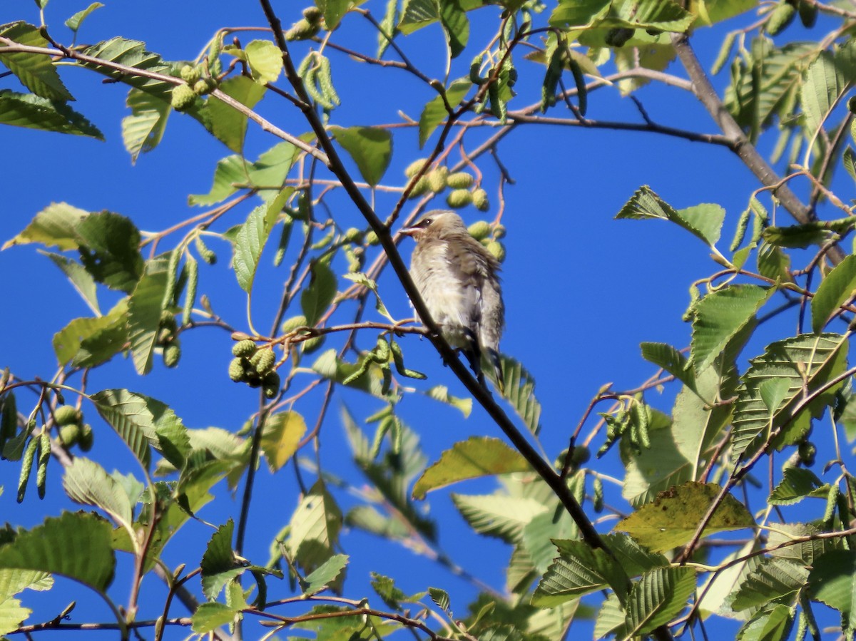 Cedar Waxwing - ML643514628