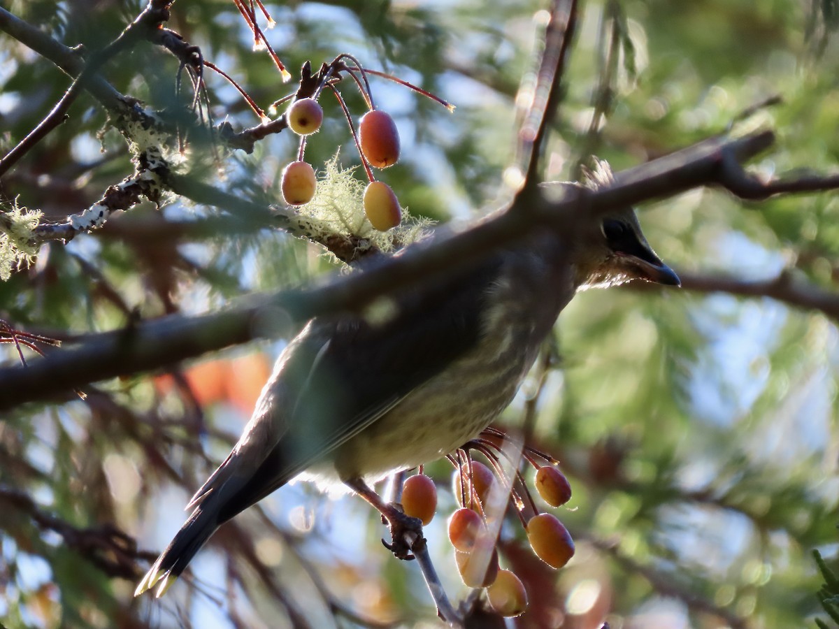 Cedar Waxwing - ML643514629
