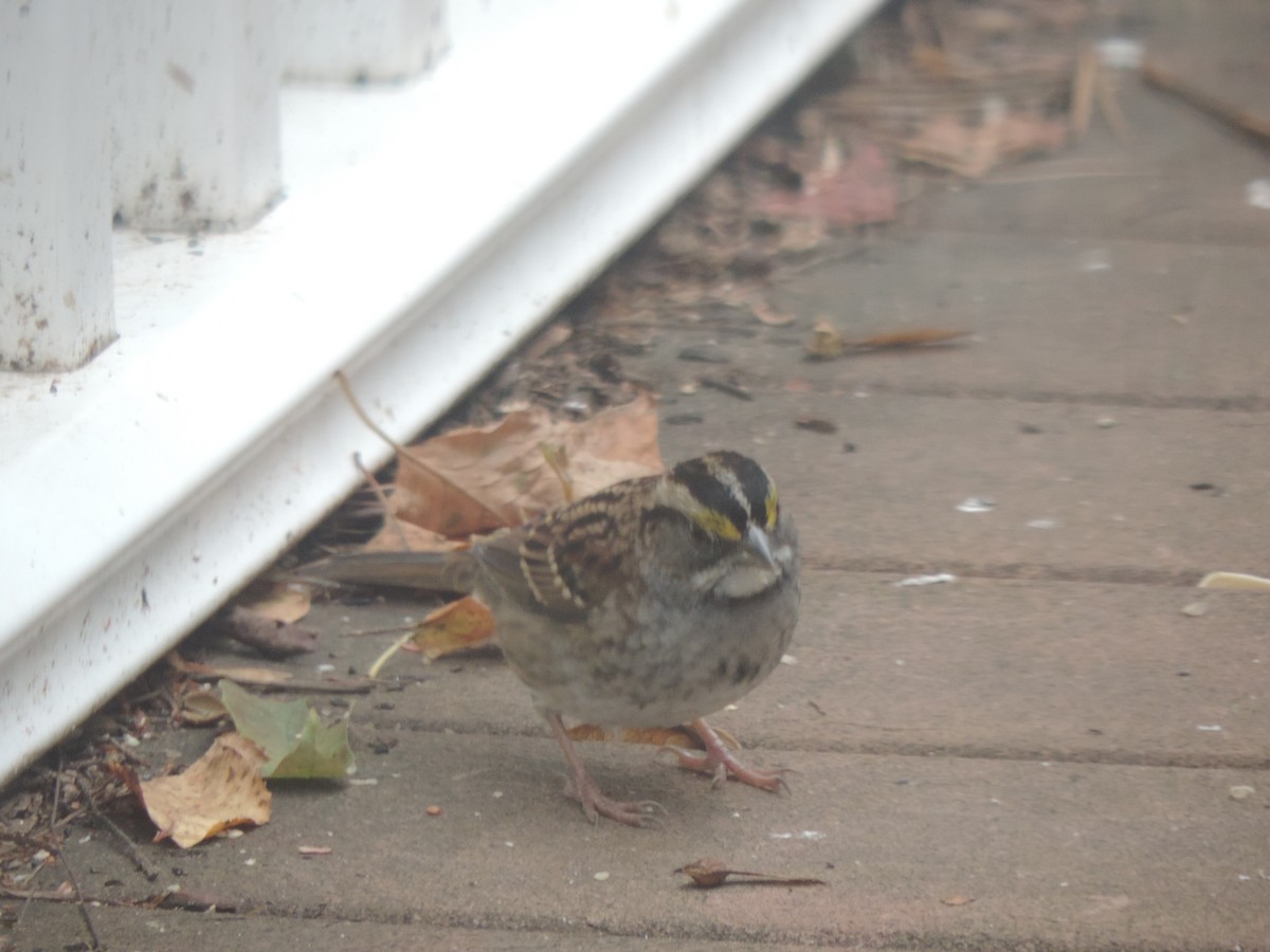 White-throated Sparrow - ML643514635
