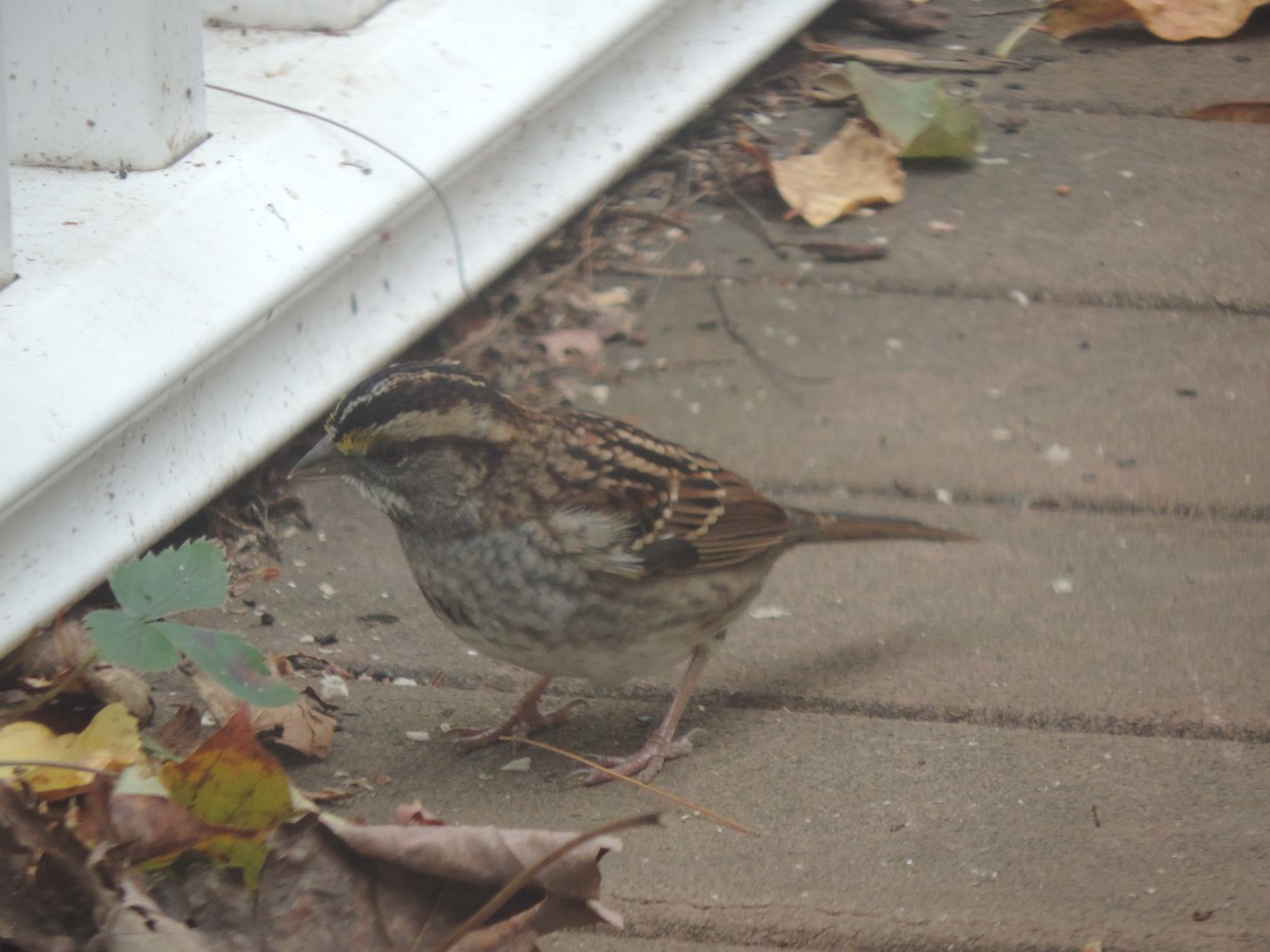 White-throated Sparrow - ML643514636