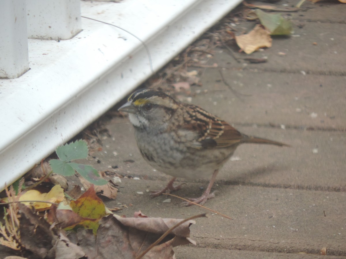 White-throated Sparrow - ML643514637