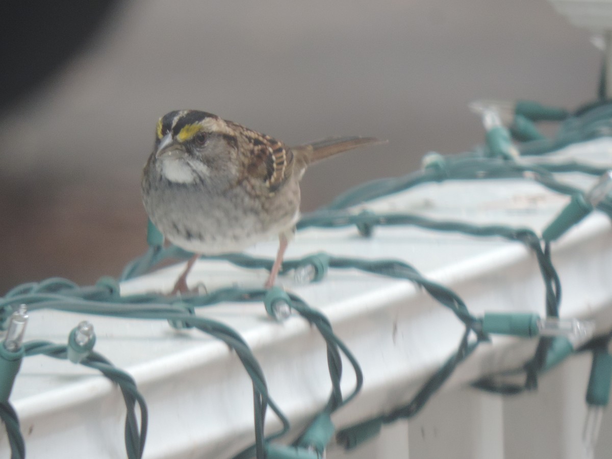 White-throated Sparrow - ML643514638