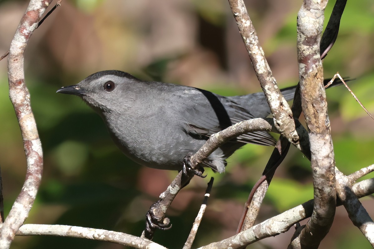 Gray Catbird - ML643514639