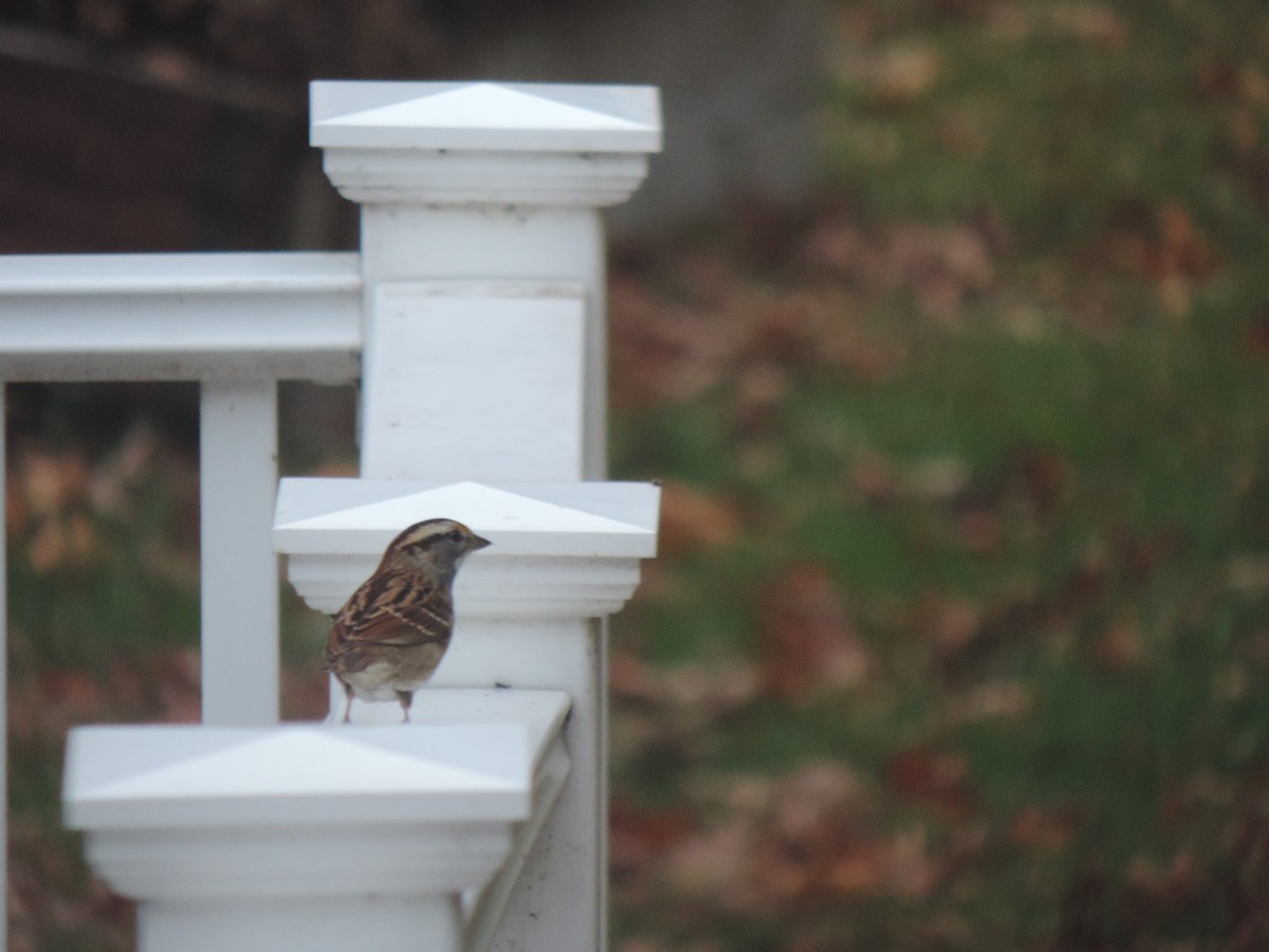 White-throated Sparrow - ML643514640