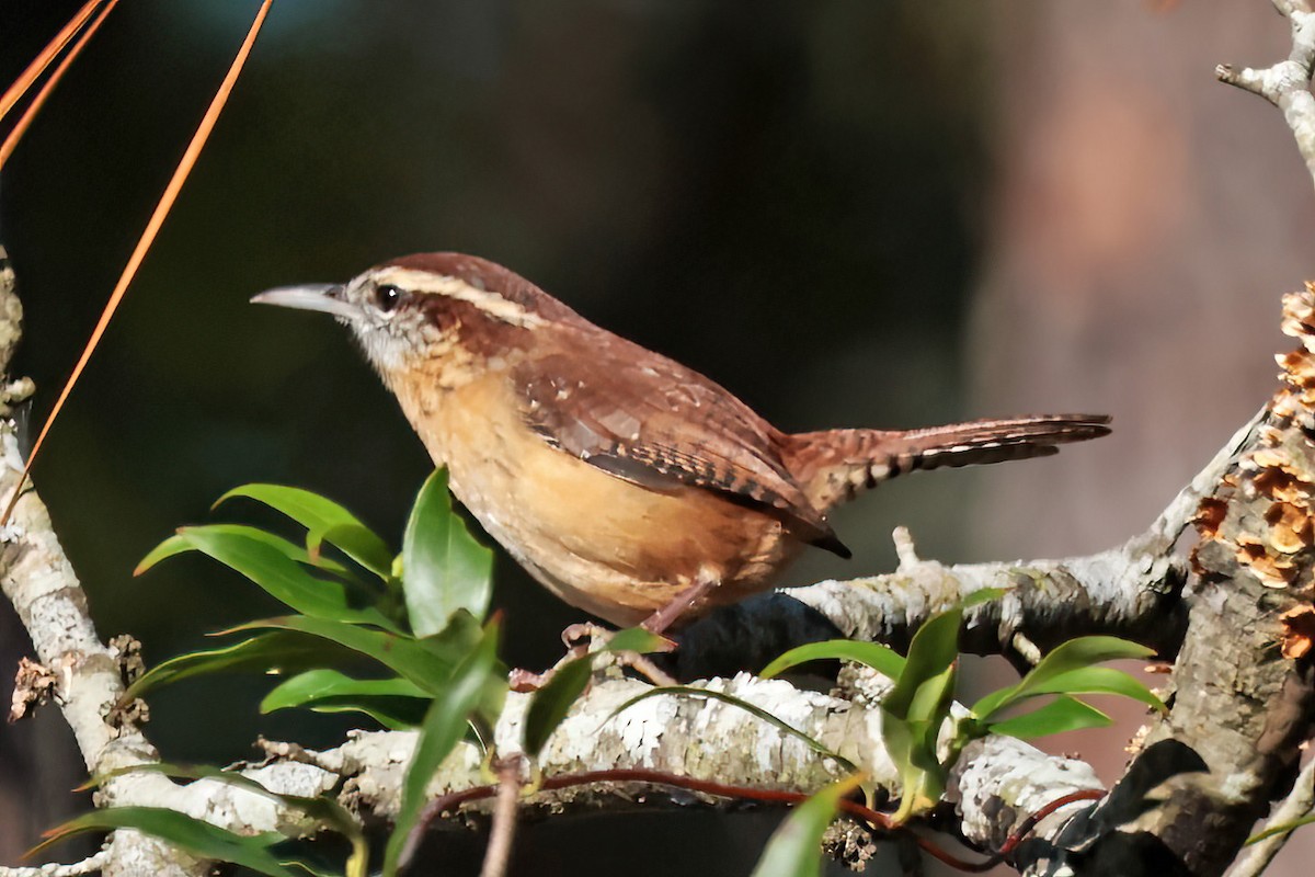 Carolina Wren - ML643514642