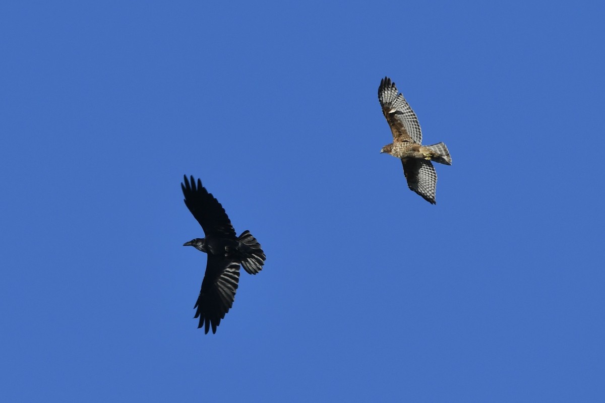 Red-shouldered Hawk - ML643514644