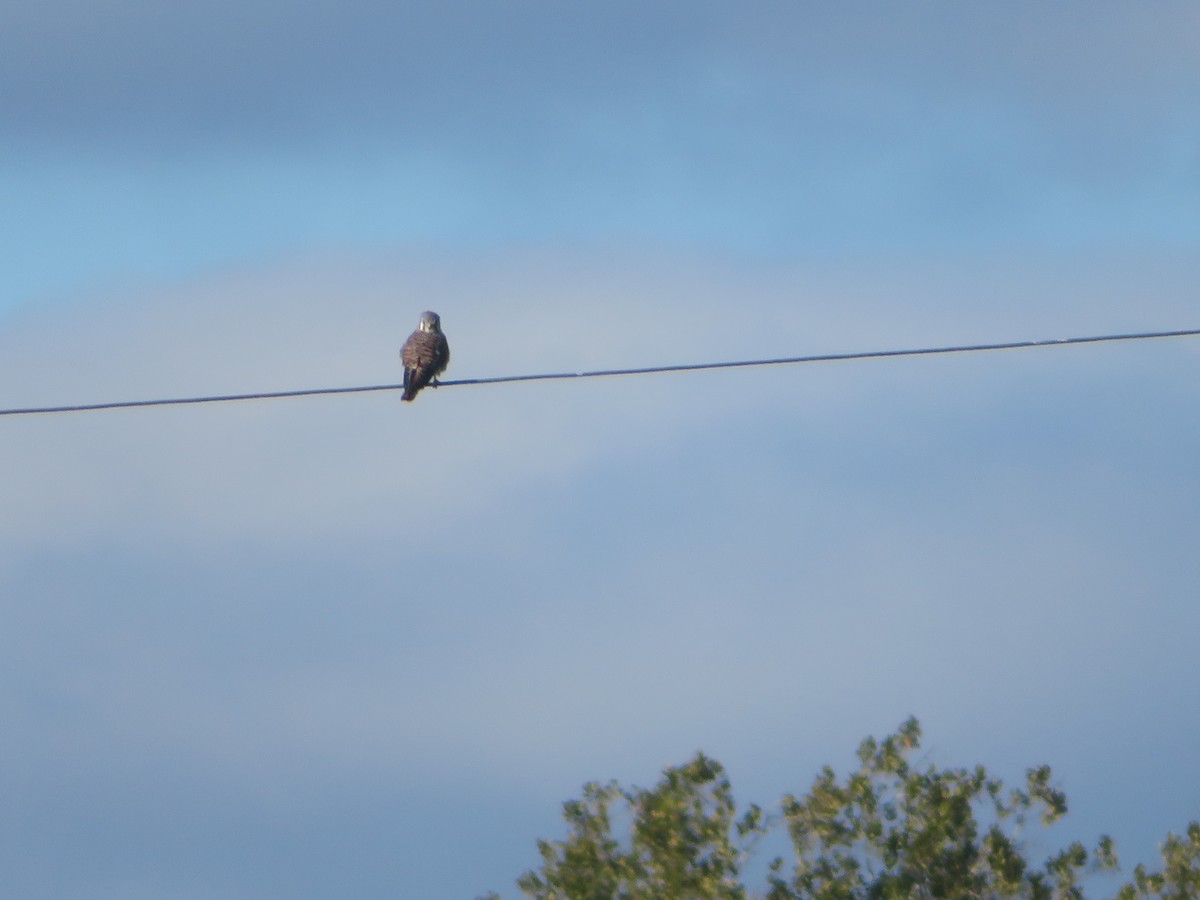 American Kestrel - ML643514646