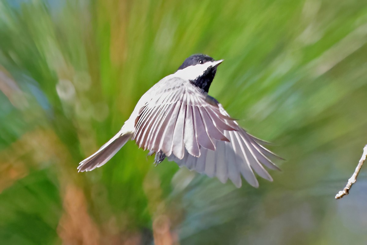 Carolina Chickadee - ML643514649