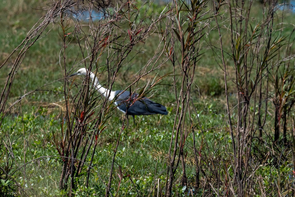 Pacific Heron - ML643514653