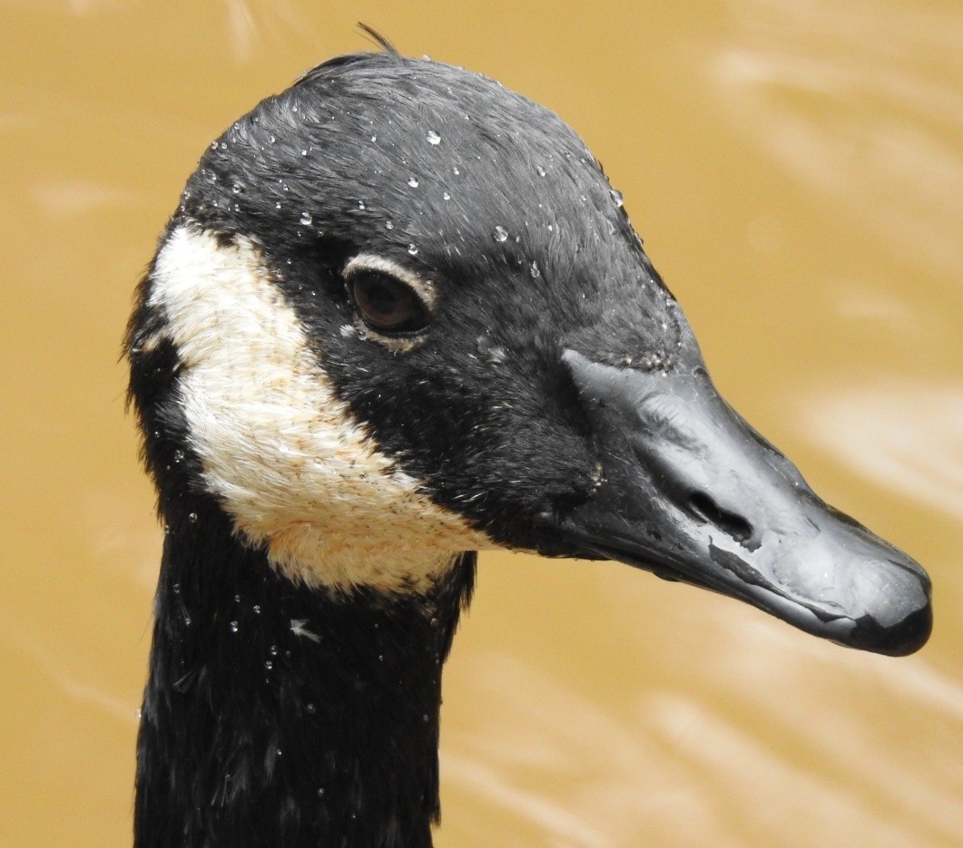 Canada Goose - ML643514660
