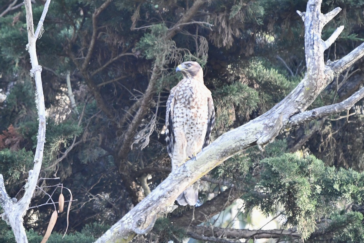 Red-shouldered Hawk - ML643514665
