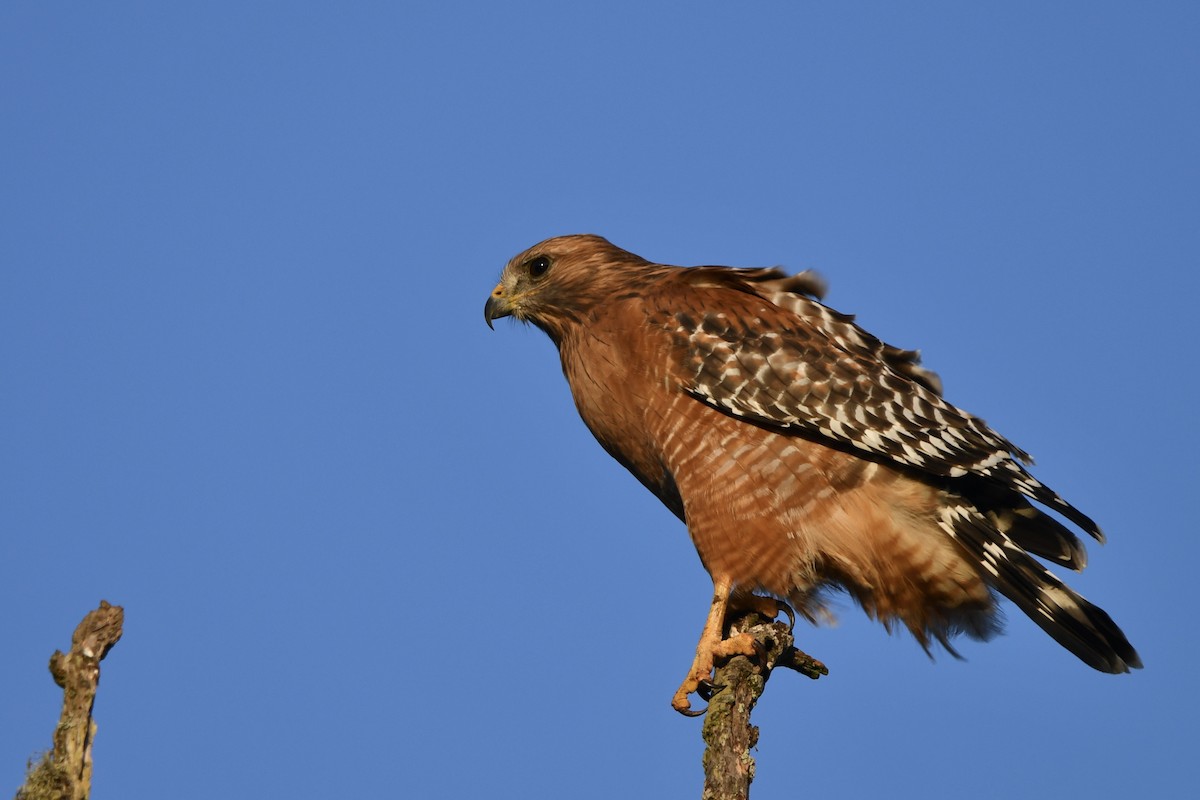 Red-shouldered Hawk - ML643514667
