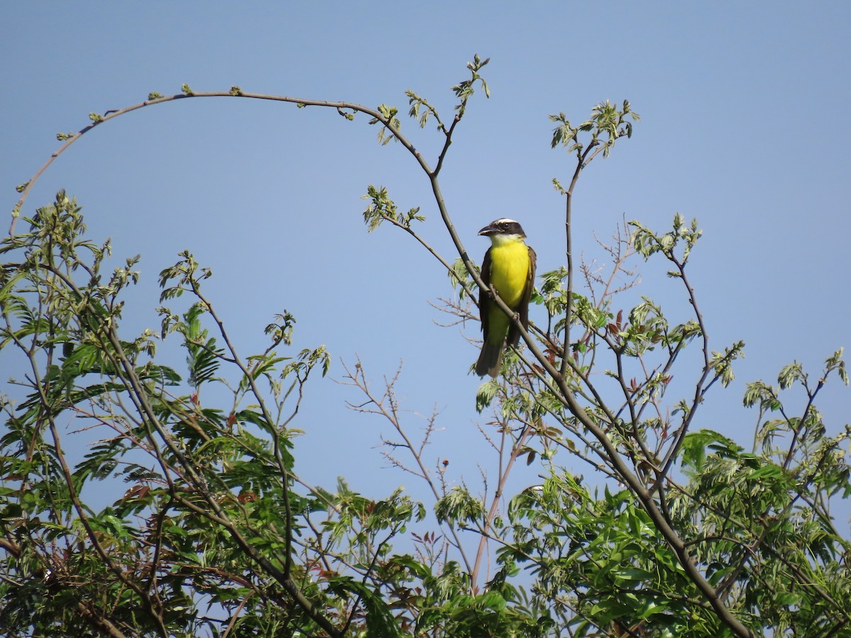 Boat-billed Flycatcher - ML643514676