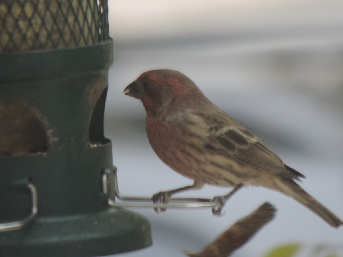 House Finch - ML643514677